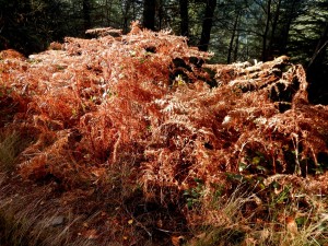 Col de l'Anse (4)