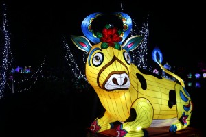 2021 12 16 Visa 2000 Blagnac Festival des Lanternes-101