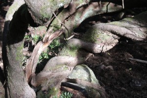 2022 11 18 Dolmens St Félix (10)