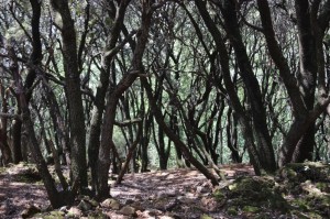 2023 05 26 Foret du Rouvergue VISA 2000-21