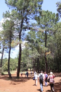 2023 05 26 Foret du Rouvergue VISA 2000-28