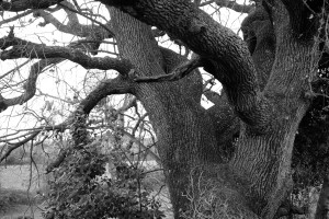 2024 01 26 Garrigues Collorgues Aubussargues VISA 2000-097