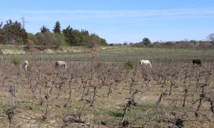 2023 03 01 Saint Jean de Serres Visa 2000-46