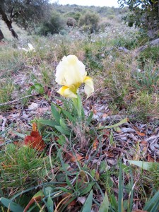 Rando St Bonet Du Gard - 3 Boucles (06)