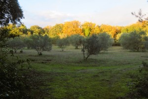 Les Capitellesde Blauzac - 20231215 (27)