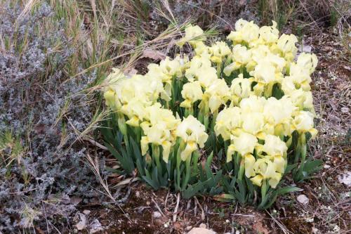 2025-04-04-Fons-sur-Lussan-Visa-2000-29