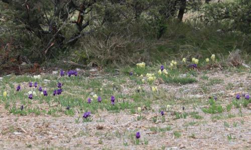 2025-04-04-Fons-sur-Lussan-Visa-2000-35