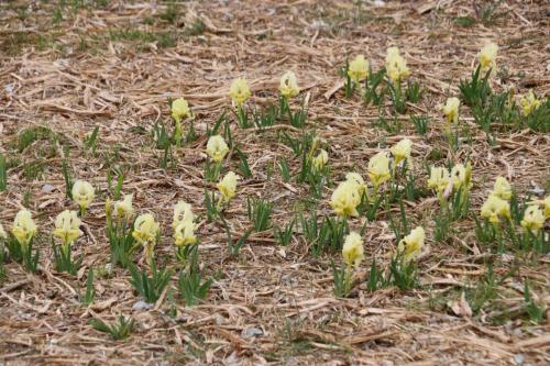 2025-04-04-Fons-sur-Lussan-Visa-2000-36