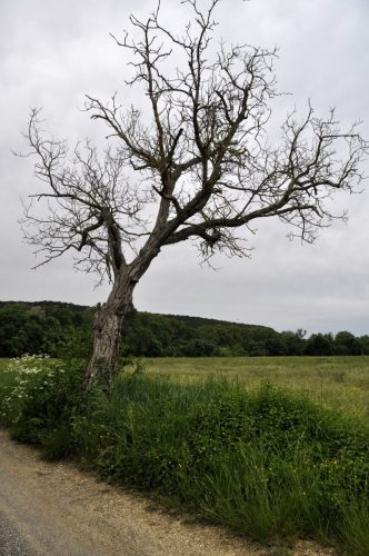 DSC7369