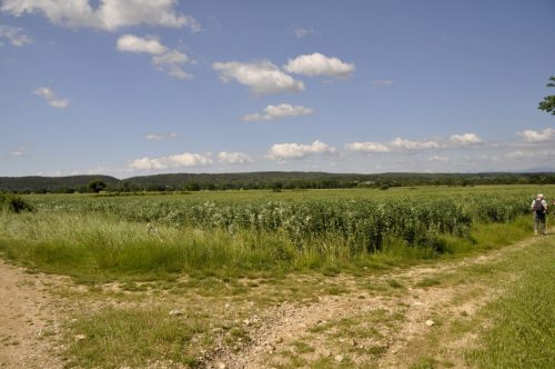 DSC7598