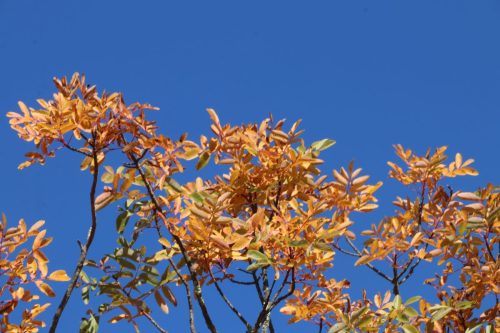 2025-10-10-Saint-Andre-de-Cruzieres-Visa-2000-10