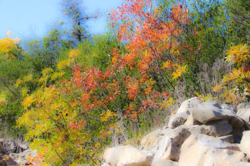 2025-10-10-Saint-Andre-de-Cruzieres-Visa-2000-11