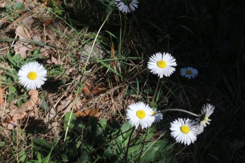 2025-10-10-Saint-Andre-de-Cruzieres-Visa-2000-18