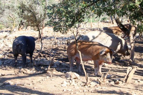 2025-10-10-Saint-Andre-de-Cruzieres-Visa-2000-24