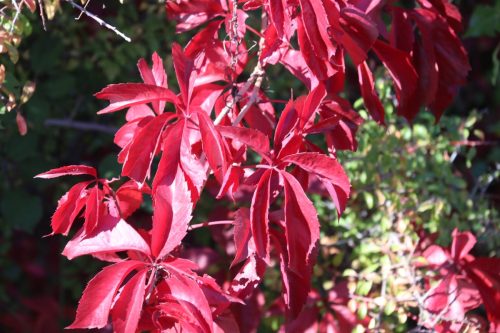 2025-10-10-Saint-Andre-de-Cruzieres-Visa-2000-37