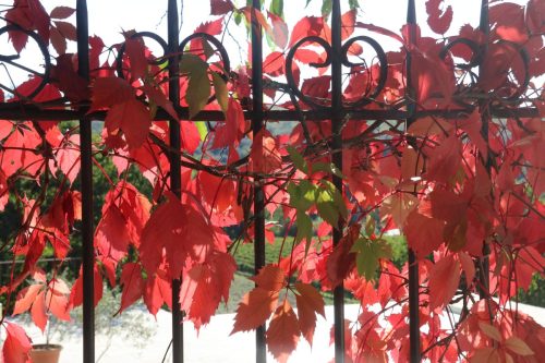 2025-10-10-Saint-Andre-de-Cruzieres-Visa-2000-49