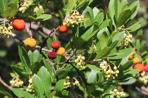 2025-10-10-Saint-Andre-de-Cruzieres-Visa-2000-72