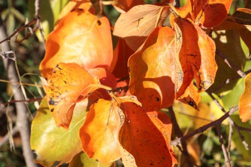 2025-10-10-Saint-Andre-de-Cruzieres-Visa-2000-82