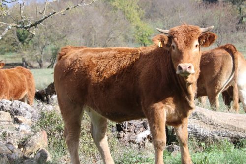 2025-11-07-Salindres-Visa-2000-20