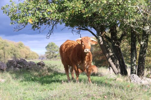 2025-11-07-Salindres-Visa-2000-21