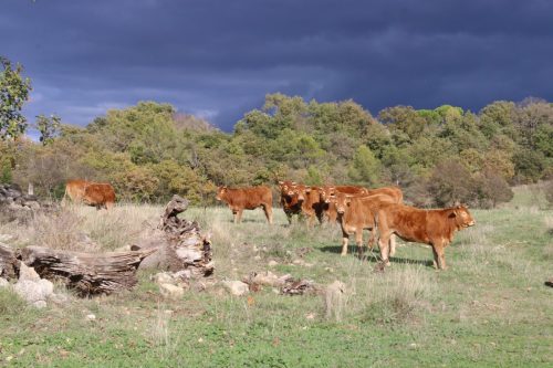 2025-11-07-Salindres-Visa-2000-23