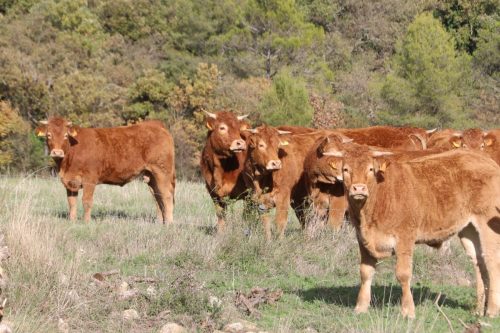 2025-11-07-Salindres-Visa-2000-24