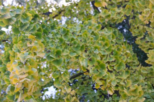 2025-11-07-Salindres-Visa-2000-61