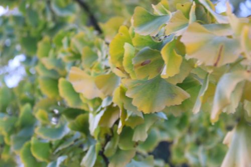 2025-11-07-Salindres-Visa-2000-62