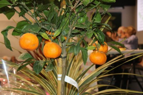 2025-11-17-Loto-VISA-2000-39