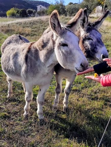 IMG-20251121-WA00642