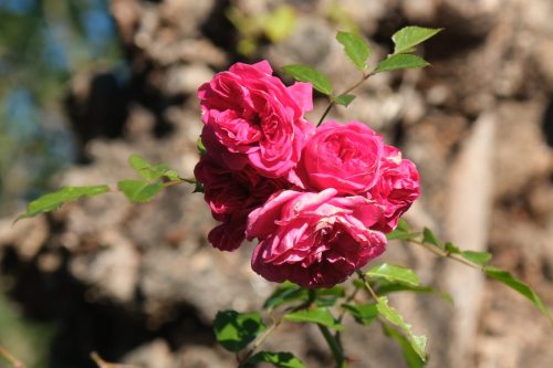 2025-12-05-Musee-du-Vieil-Ales-VISA-2000-04