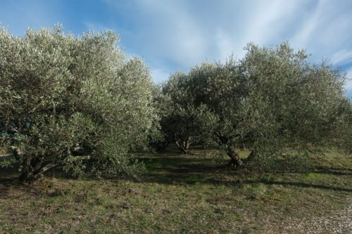 2026-02-06-Martignargues-Visa-2000-59