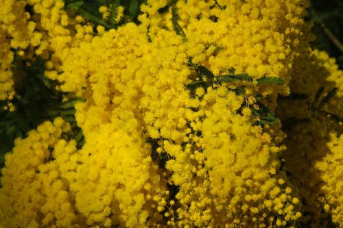 2026-02-06-Martignargues-Visa-2000-65