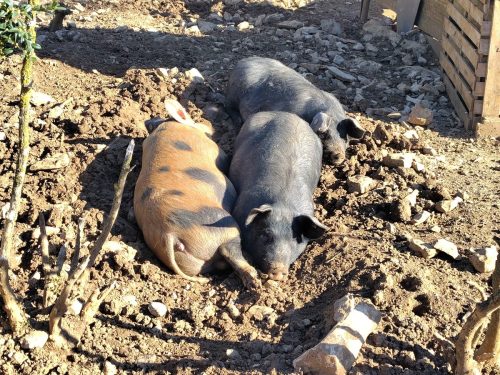 IMG 20260223 104419591