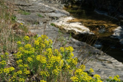 2026-04-03-Mialet-VISA-2000-03