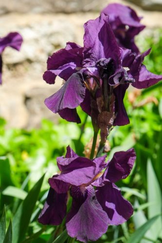 2026-04-03-Mialet-VISA-2000-18