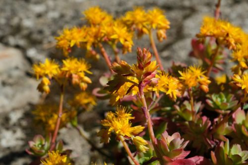 2026-04-03-Mialet-VISA-2000-19