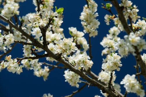 2026-04-03-Mialet-VISA-2000-53