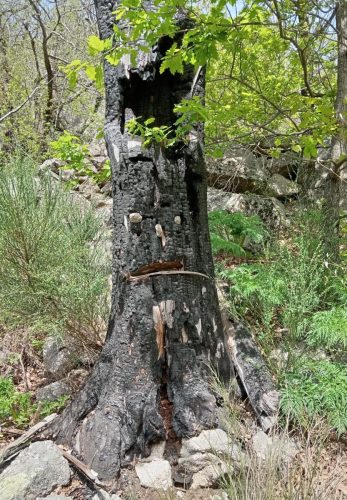 les-gorges-de-Chassezac-43