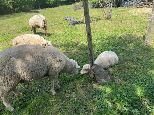 WhatsApp-Image-2026-04-17-at-21.44.13