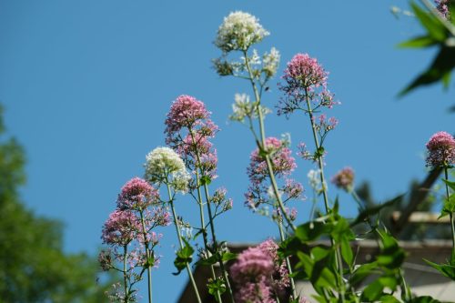 2026-05-29-Genolhac-Chamborigaud-33