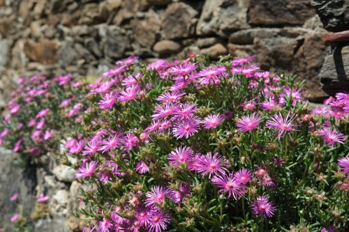 2026-05-29-Genolhac-Chamborigaud-65