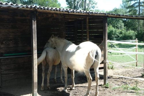 2026-06-05-Les-Fumades-VISA-2000-33
