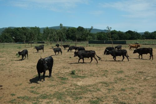 2026-06-08-Manade-du-Mazet-069