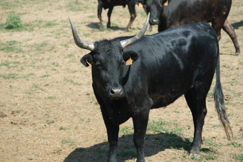 2026-06-08-Manade-du-Mazet-070