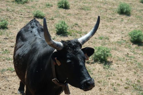2026-06-08-Manade-du-Mazet-078