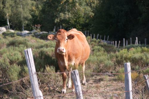 2026-09-18-Pont-du-Tarn-VISA-2000-08