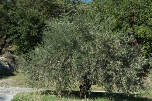 2026-10-09-Anduze-Tornac-VISA-2000-26